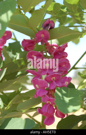 Robinia pseudoacacia Purple Robe Locust blossom Stock Photo