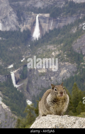Western Gray Squirrel with Half Dome in background Sciurus griseus Yosemite National Park California June 2005 Stock Photo