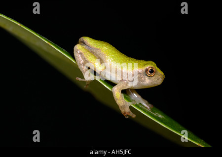 Gray Treefrog tree frog Hyla versicolor juvenile , northeastern USA Stock Photo