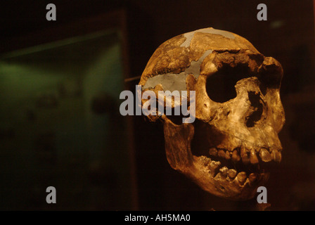 Skeleton of Turkana boy, Homo Erectus, 1 6 million years old found by Dr Richard Leakey near Lake Turkana, Kenya. Stock Photo