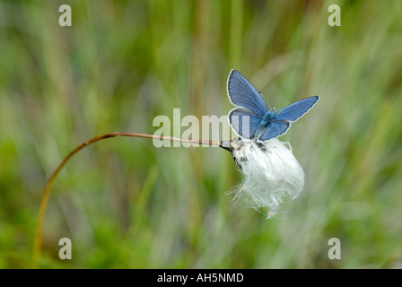 Cranberry Blue (Vacciniina optilete) on cottongrass. Stock Photo