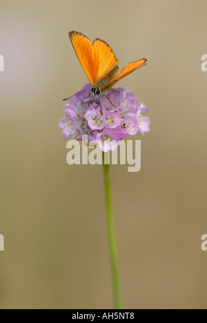 Scarce Copper (Lycaena virgaureae) on wildflower. Stock Photo