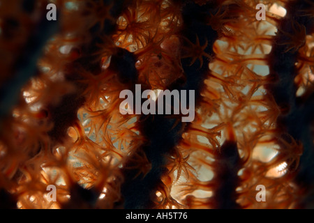 Maldives South Male Atoll Bocifushi Wreck Open Polyps Of A Stone Coral Branches Stock Photo