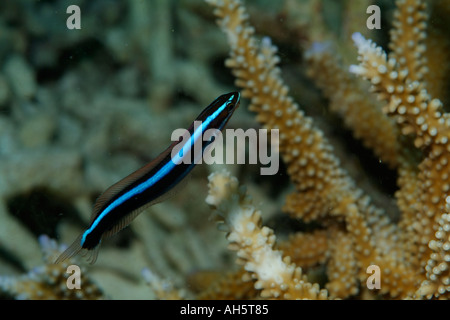 Bluestreak Cleaner Wrasse (Labroides dimidiatus) swims around coral reef (Acropora), Bocifushi Wreck, South Male Atoll, Maldives Stock Photo