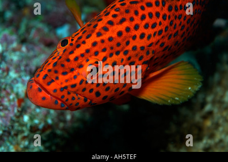 Miniata Cod Vermillon Rock Cod (Cephalopholis miniata Stock Photo - Alamy