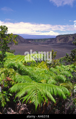 Ama u Fern Island of Hawaii Stock Photo - Alamy