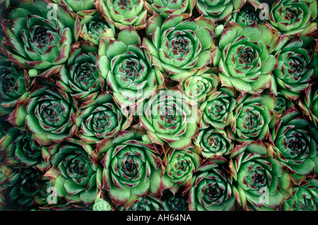 Sempervivum common name Hens and Chicks or Houseleek CRASSULACEAE Stock Photo