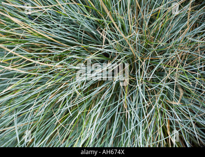 Fescue 'Elijah Blue' Stock Photo