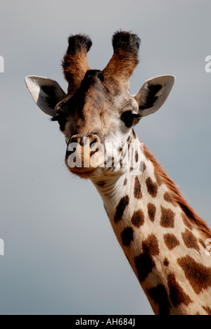 Close up portrait of a Masai or Common Giraffe in the Masai Mara National Reserve Kenya East Africa Stock Photo