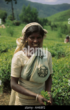 A Tamil woman tea picker in a tea plantation in Nuwara Eliya Stock Photo