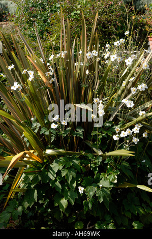 New Zealand flax Phormium Sundowner with flowering Anemone x hybrida Honorine Jobert Stock Photo