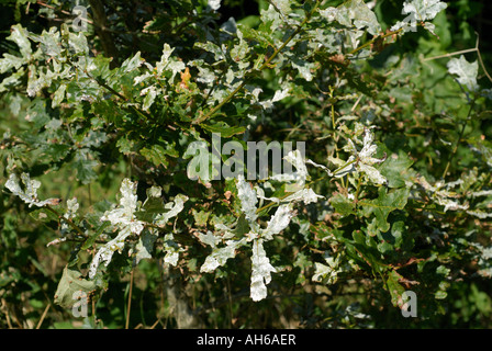 Powdery mildew Microsphaera alphitoides on small oak tree Quercus robur in autumn Stock Photo