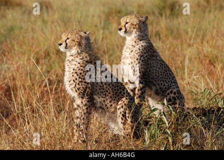 Two alert young cheetah sitting in the Masai Mara National Reserve Kenya East Africa Stock Photo