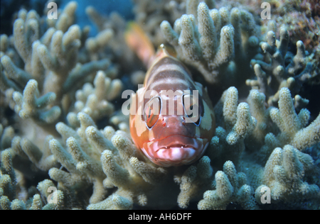 New Caledonia Noumea Lagoon Red Fish Lying On A Table Coral Stock Photo