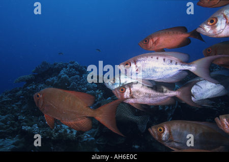 School of Blotcheye Soldierfish (Myripristis Berndti) and Redcoat Squirrelfish (Sargocentron rubrum), Noumea, New Caledonia Stock Photo
