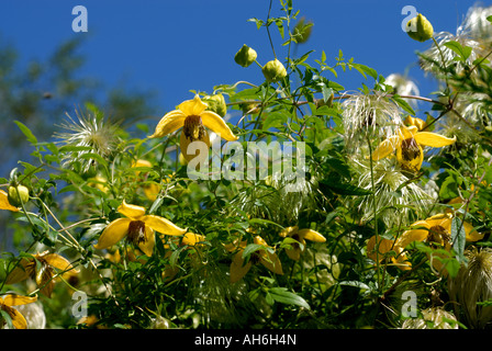 Yellow flowers seedheads of Clematis tangutica climbing through Leylandii hedge Stock Photo