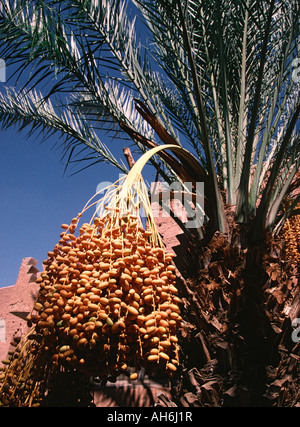 Dates hanging in bunches on a Date Palm in Morocco Stock Photo