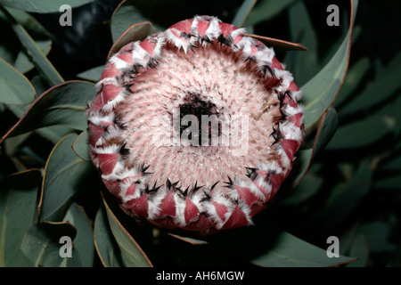 Oleander-leaved Protea/Sugarbush- Protea neriifolia -Family Proteaceae Stock Photo