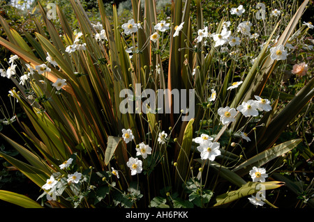 New Zealand flax Phormium Sundowner with flowering Anemone x hybrida Honorine Jobert Stock Photo