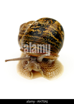Common Single Slow Moving Garden Snail Isolated Against A White ...