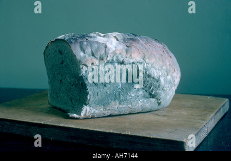 Mouldy bread Stock Photo