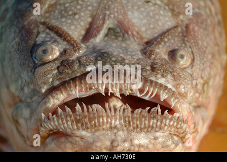 The ugly face of a bottom fish called a Stargazer, named because it appears to look up Stock Photo