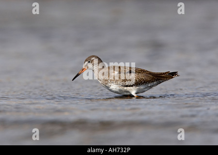 Redshank Tringa totanus feeding in beach pools salthouse norfolk Stock Photo