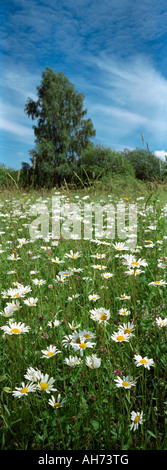 Oxeye daisies (Leucanthemum vulgare). Mountainous Altay. Siberia. Russia Stock Photo