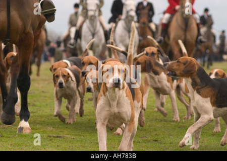 dogs during fox hunting Stock Photo