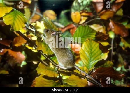Wood Mouse climbing in high twigs looking for beech masts
