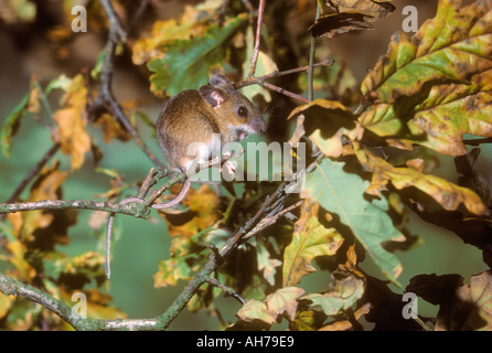 Wood Mouse climbing in high twigs looking for beech masts