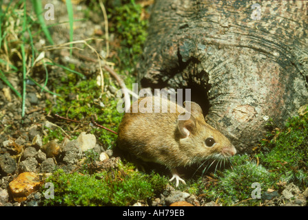 Wood Mouse exploring woodland floor