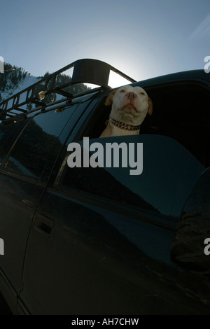 Low angle view of a dog in a sport utility vehicle Stock Photo