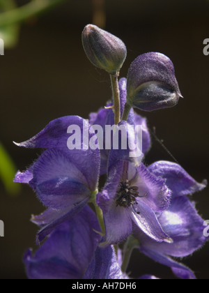 Close up of the top of a purple blue Delphinium flower spike Stock Photo