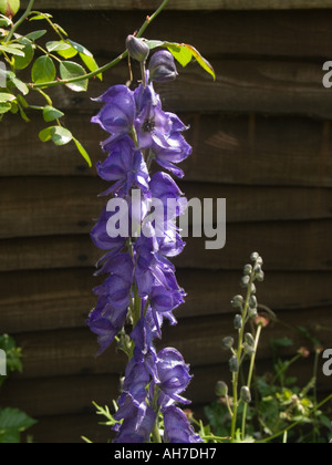 Purple blue delphinium flower spike in front of a timber fence Stock Photo