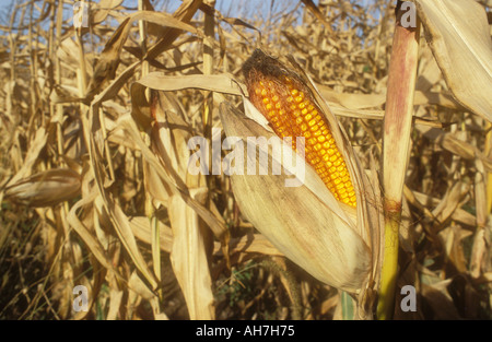 Ripe Corn on the Cob or Maize revealed in field Stock Photo