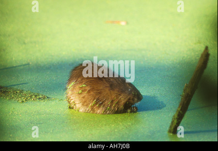 Muskrat feeding in a soup of floating duckweed Stock Photo