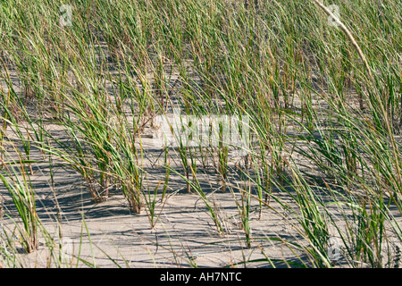 Grass growing on sand Stock Photo