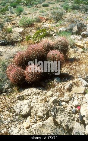 Barrel cactus in Mojave Desert setting Stock Photo