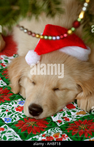 Golden Puppy with Santa Hat under Christmas Tree Stock Photo