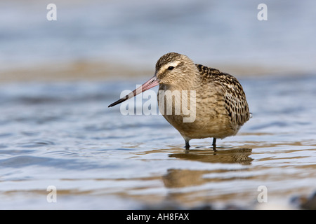 Bar-tailed Godwit Limosa lapponica feeding in beach pools Salthouse Norfolk Stock Photo