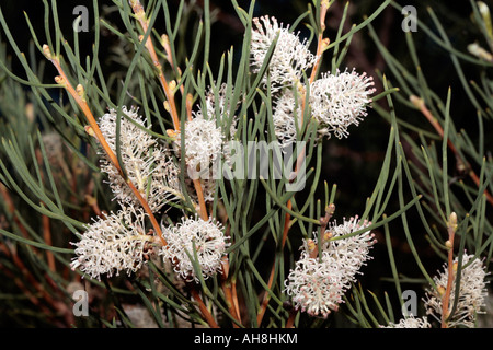 Sweet-scented Hakea/Sweet Hakea- Hakea drupacea- Family Proteaceaea Stock Photo
