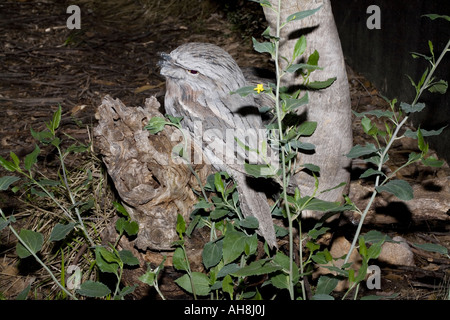 Tawny Frogmouth - Podargus strigoides Stock Photo