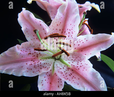 STUDIO STILL LIFE Close up of a pink and white Oriental Lily Species Muscadet Lilium Stock Photo