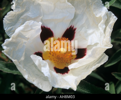 STUDIO STILL LIFE  Close up of a flower of Sun Rose Cistus purpureus species Alan Fradd white with purple centre Stock Photo