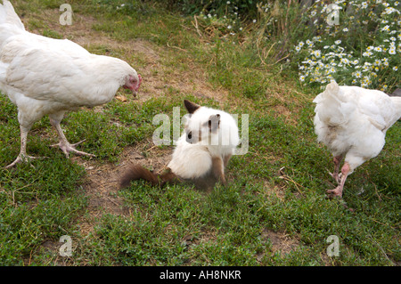 Blue eyed siamese cat playing with chickens Altai Russia Stock Photo