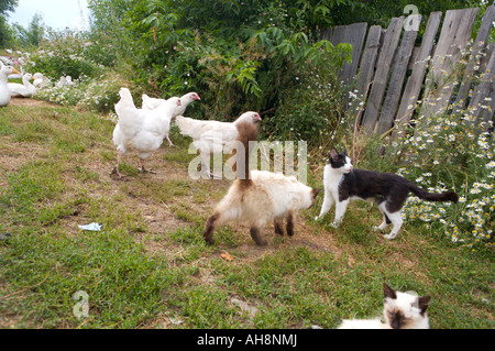 Blue eyed siamese cat playing with chickens Altai Russia Stock Photo