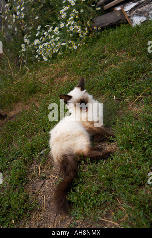 Blue eyed siamese cat lying on the ground Altai Russia Stock Photo