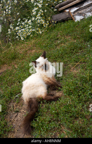 Blue eyed siamese cat lying on the ground Altai Russia Stock Photo