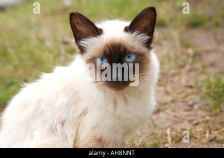 Close up Blue eyed siamese cat Altai Russia Stock Photo